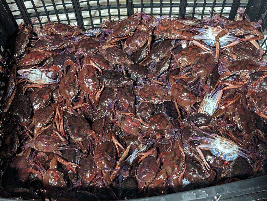 So many red crabs we were scooping them up in nets