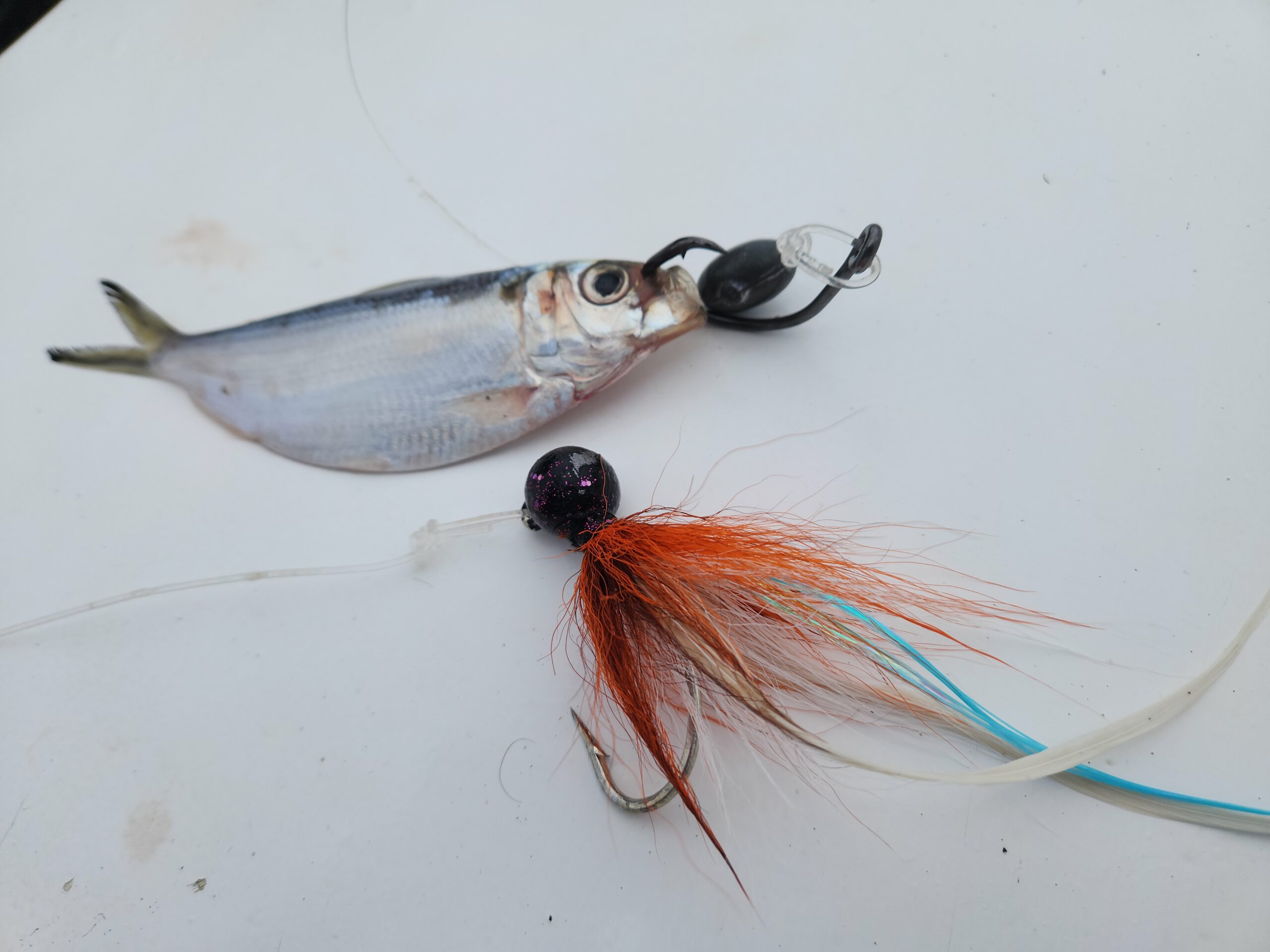 Two classic tarpon baits in Costa Rica, the sardine and a bucktail jig