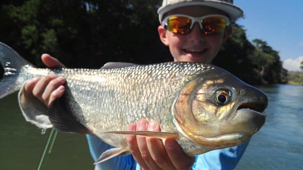 A big machaca caught floating down a jungle river in Costa Rica